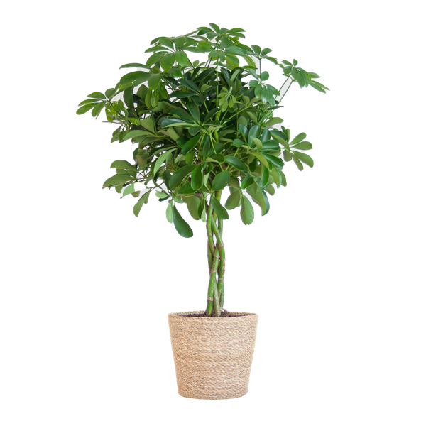 Schefflera Arab Nora met Mand Sofia naturel  - 70cm - Ø21