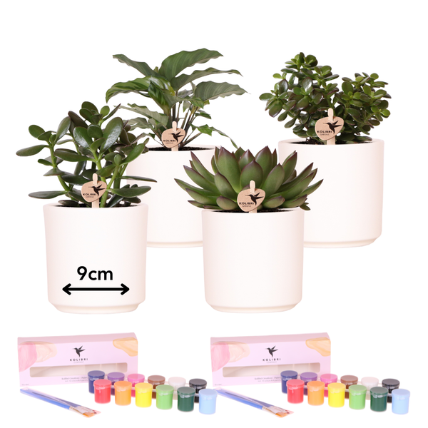 Verfpakket voor het schilderen van 4 bloempotten + succulenten | voor 4 personen | Beginnende artiest