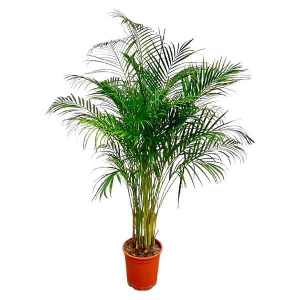 Dypsis Lutescens (Areca Palm) - 170 cm - ø24