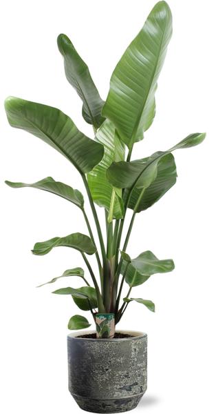 Strelitzia Nicolai - Ø21cm ↕100cm + Lars Pot D24x22cm - Grijs