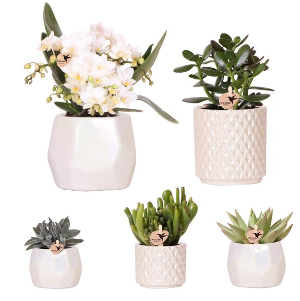 Kolibri Company | Set  planten + sierpotten voor tafelaankleding diner - potmaat Ø9cm & Ø6cm | bloeiende kamerplanten - vers van de kweker