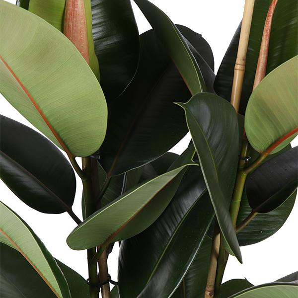 Ficus Elastica Robusta - Ø21cm - ↕90cm in Boule WIT pot