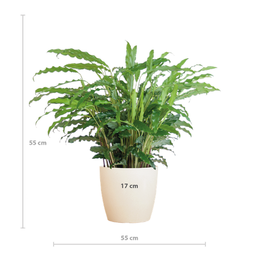 Calathea Rufibarba met Viber wit - 55cm - Ø17