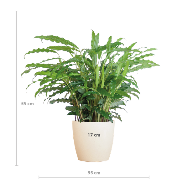 Calathea Rufibarba met Viber wit - 55cm - Ø17