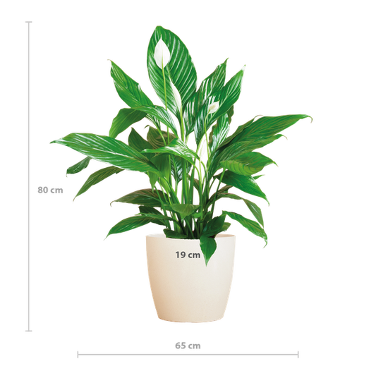 Spathiphyllum met Viber wit - 80cm - Ø21