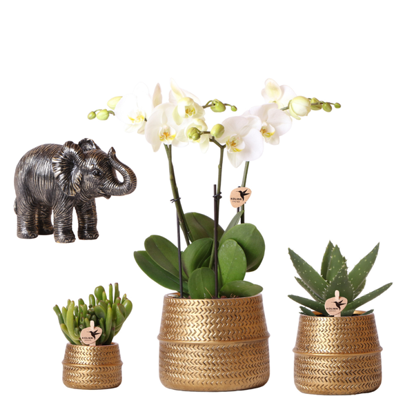 Kolibri Company | Plantenset Groove | Witte Phalaenopsis Orchidee Ghent en Succulenten incl. keramieken sierpotten