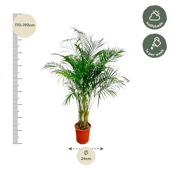 Dypsis Lutescens (Areca Palm) - 170 cm - ø24