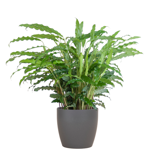 Calathea Rufibarba met Viber grijs - 55cm - Ø17