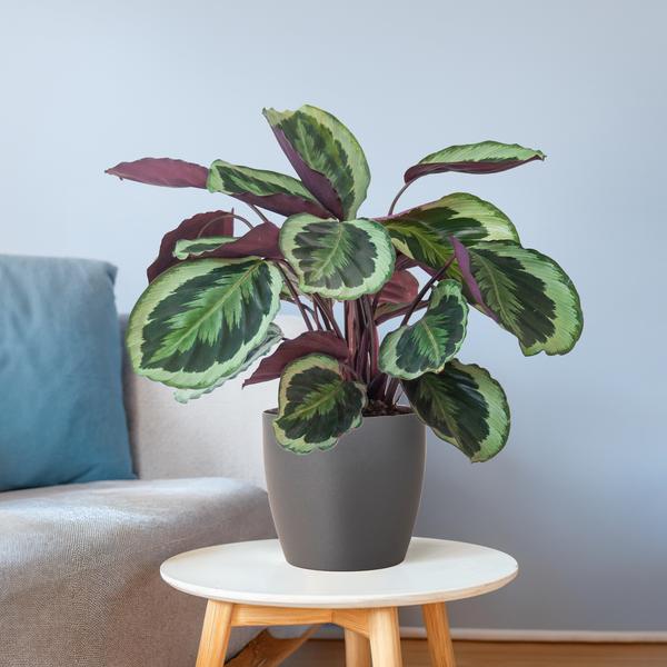 Calathea Medaillon met Viber grijs - 65cm - Ø19