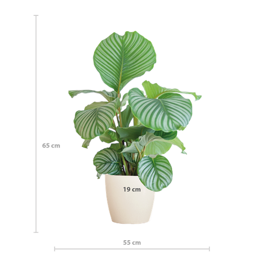 Calathea Orbifolia met Viber wit - 65cm - Ø21