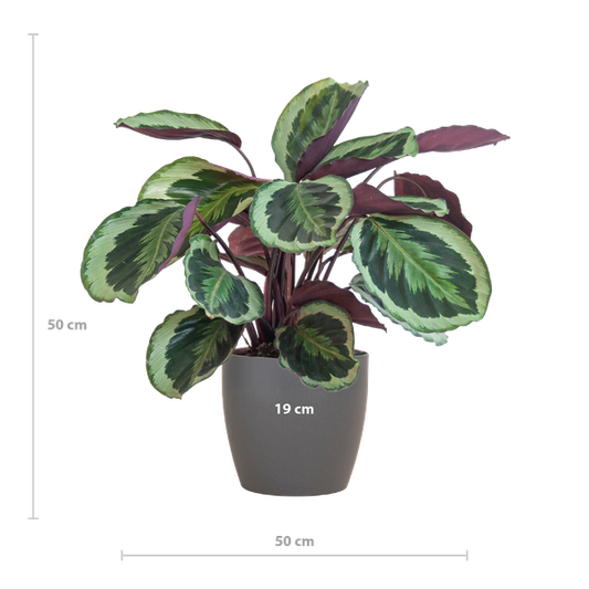 Calathea Medaillon met Viber grijs - 65cm - Ø19