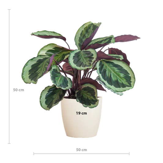 Calathea Medaillon met Viber wit - 65cm - Ø19