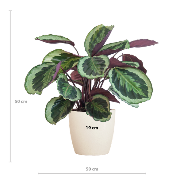 Calathea Medaillon met Viber wit - 65cm - Ø19