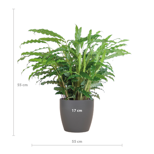 Calathea Rufibarba met Viber grijs - 55cm - Ø17