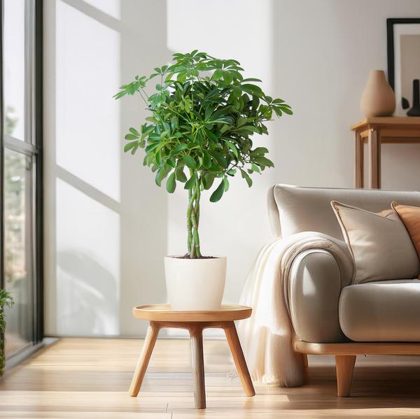 Schefflera Arab Nora met Viber wit  - 70cm - Ø21