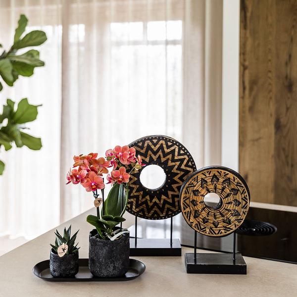 Kolibri Company | Plantenset Home Hub small | Oranje Phalaenopsis Orchidee Bolzano en Succulent incl. keramieken sierpotten op zwart dienblad