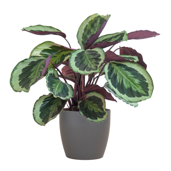 Calathea Medaillon met Viber grijs - 65cm - Ø19