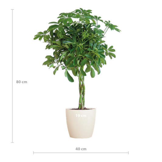 Schefflera Arab Nora met Viber wit  - 70cm - Ø21