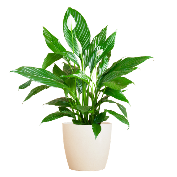 Spathiphyllum met Viber wit - 80cm - Ø21