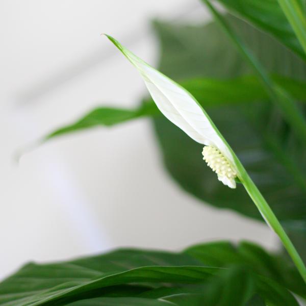 Spathiphyllum met Mand Lissabon zwart - 80cm - Ø21