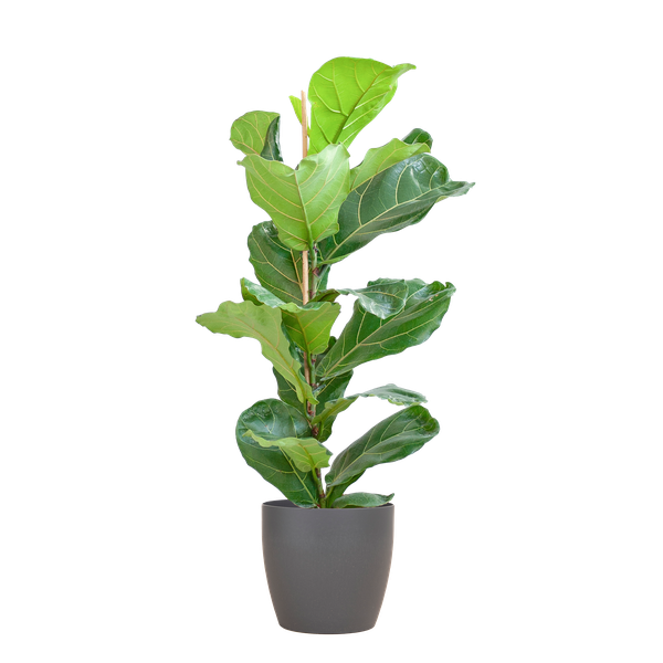 Ficus Lyrata met Viber pot grijs - 80cm - Ø21