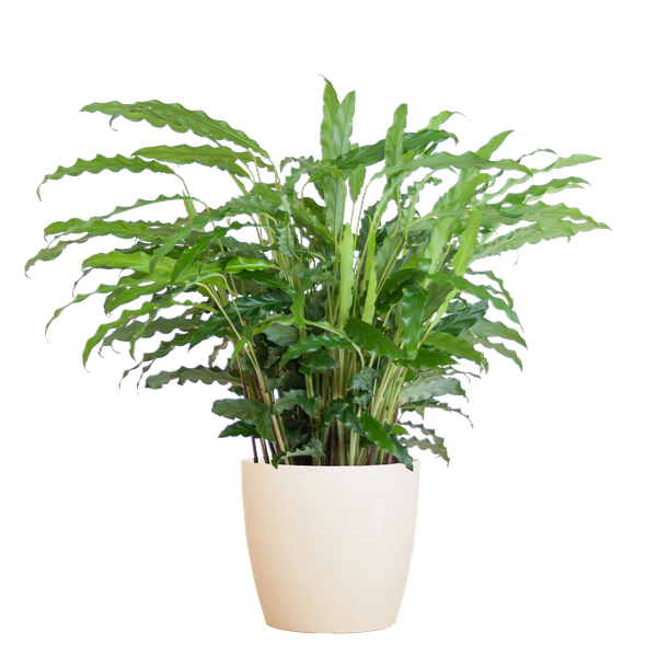 Calathea Rufibarba met Viber wit - 55cm - Ø17