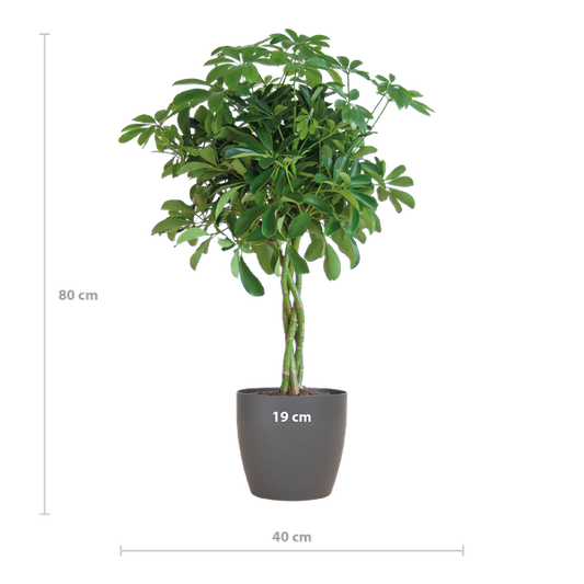 Schefflera Arab Nora met Viber grijs - 70cm - Ø21