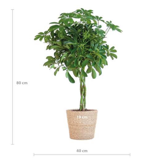 Schefflera Arab Nora met Mand Sofia naturel  - 70cm - Ø21