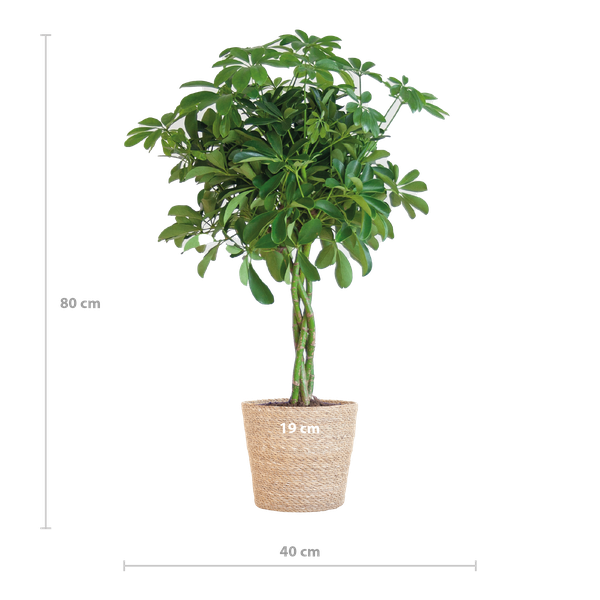 Schefflera Arab Nora met Mand Sofia naturel  - 70cm - Ø21