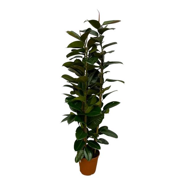 Ficus Elastica Robusta struik - 170 cm - Ø27cm