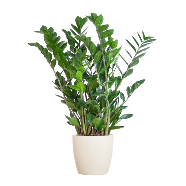 Zamioculcas Zamiifolia met Viber wit - 80cm - Ø21