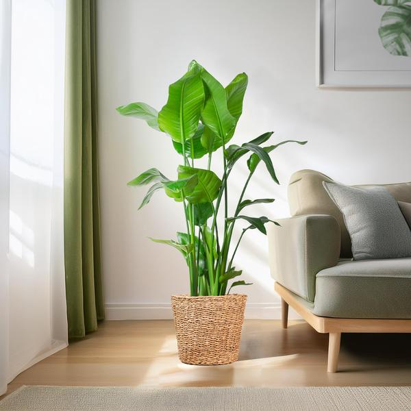 Strelitzia Nicolai XL met Torun mand - 140cm - Ø27