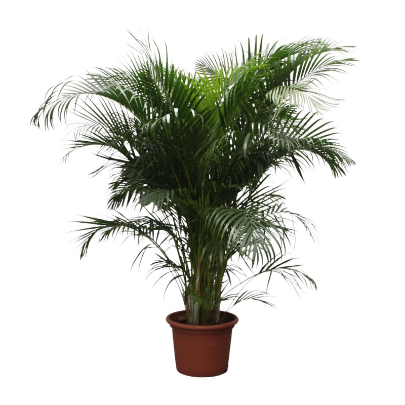 Dypsis Lutescens (Palmier d'Areca) - 230 cm - ø40