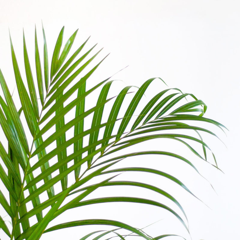 Areca Palm (Dypsis) mit Viber Grijs - 100cm - Ø21