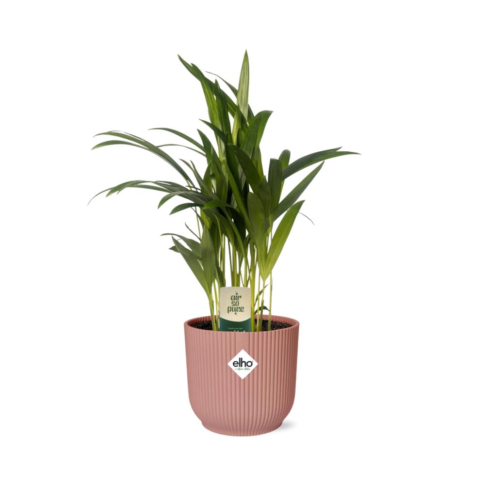 Dypsis Lutescens (Areca) 12cm in ELHO Vibes Fold 14cm roze