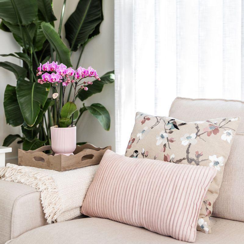 Plantenset Floral Blush pink small| Groene planten met Phalaenopsis orchidee in Floral Blush pink sierpotten en wit dienblad