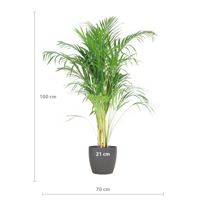 Areca Palm (Dypsis) mit Viber Grijs - 100cm - Ø21