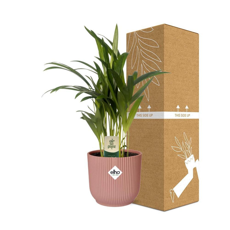 Dypsis Lutescens (Areca) 12 cm in ELHO Vibes Fold 14 cm rosa