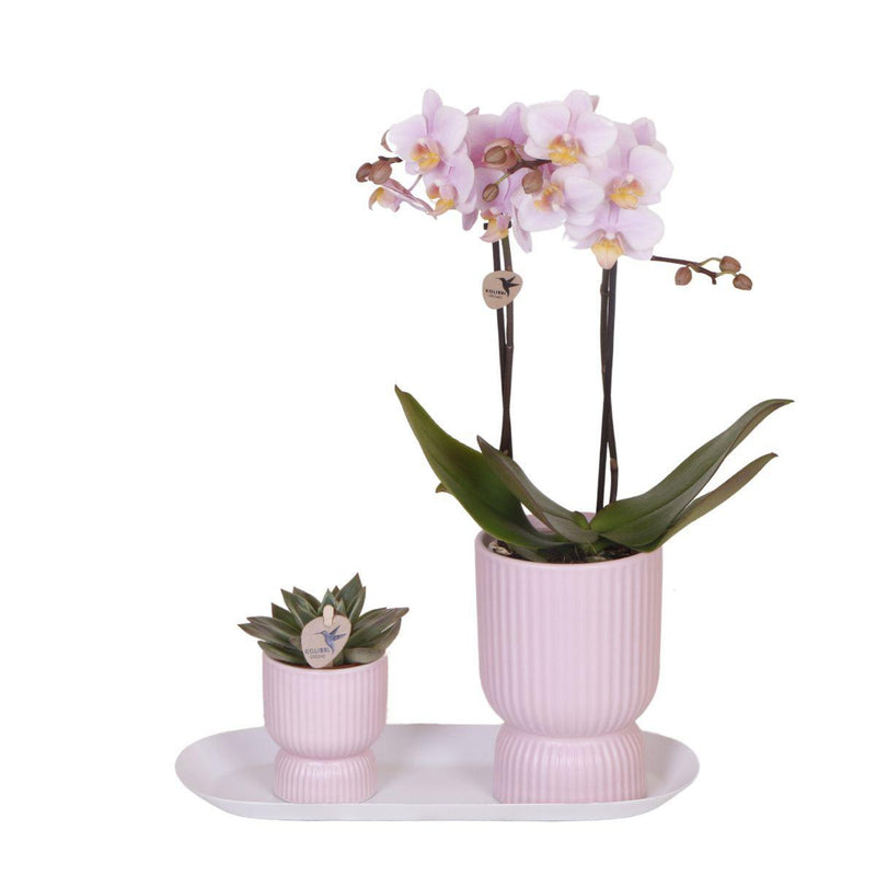 Plantenset Floral Blush pink small| Groene planten met Phalaenopsis orchidee in Floral Blush pink sierpotten en wit dienblad