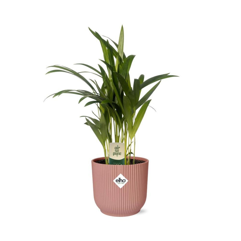 Dypsis Lutescens (Areca) 12 cm in ELHO Vibes Fold 14 cm rosa