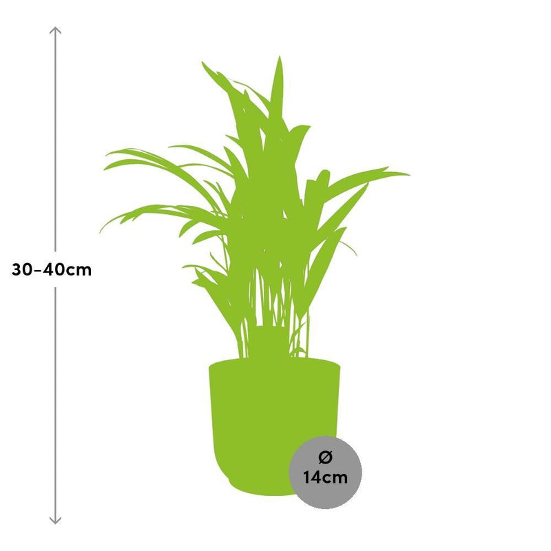 Dypsis Lutescens (Areca) 12 cm in ELHO Vibes Fold 14 cm rosa