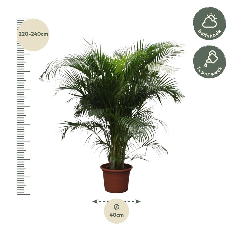 Dypsis Lutescens (Palmier d'Areca) - 230 cm - ø40