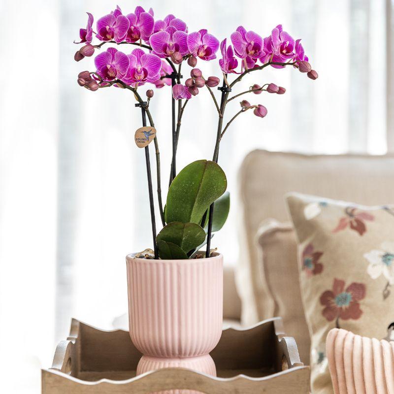 Kolibri Orchids | Plantenset Floral Blush pink small| Groene planten met Phalaenopsis orchidee in Floral Blush pink sierpotten en wit dienblad