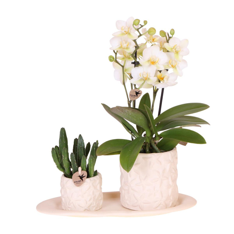 Kolibri Company | Plantenset Star Fish small | Witte Phalaenopsis Orchidee Lausanne en Succulent incl. keramieken sierpotten op wit organisch dienblad