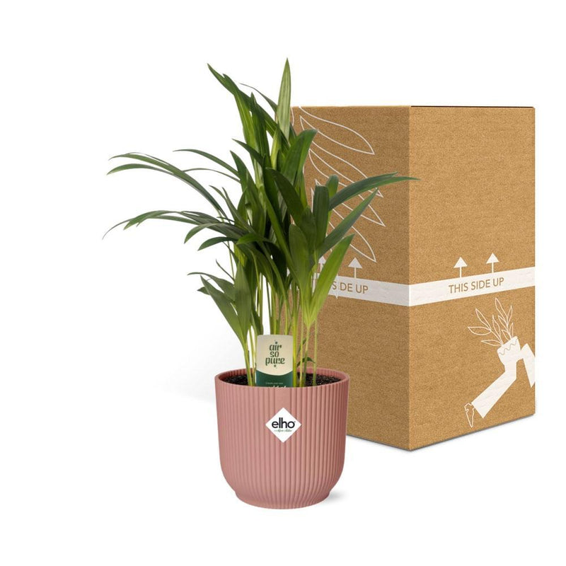 Dypsis Lutescens (Areca) 12 cm in ELHO Vibes Fold 14 cm rosa