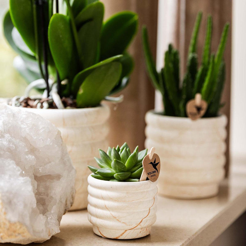 Kolibri Company | Plantenset Slow Living small  | Witte Phalaenopsis Orchidee Lausanne en Succulent incl. keramieken sierpotten op wit organisch dienblad