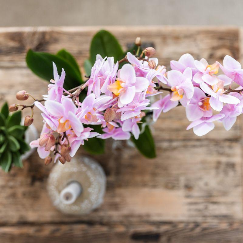 Plantenset Floral Blush pink small| Groene planten met Phalaenopsis orchidee in Floral Blush pink sierpotten en wit dienblad