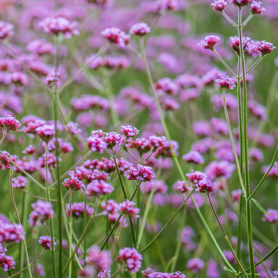 NatureNest Borderpakket Stella